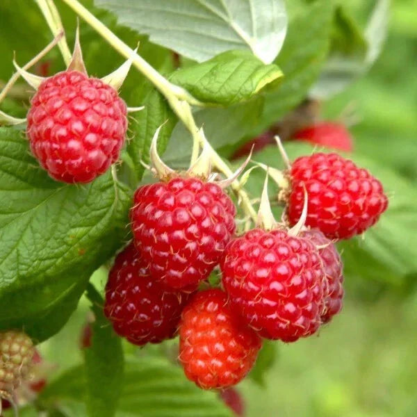 Everbearing Heritage Raspberry Cuttings – 20 Thin Rubus idaeus Planting Material for Fresh Berries