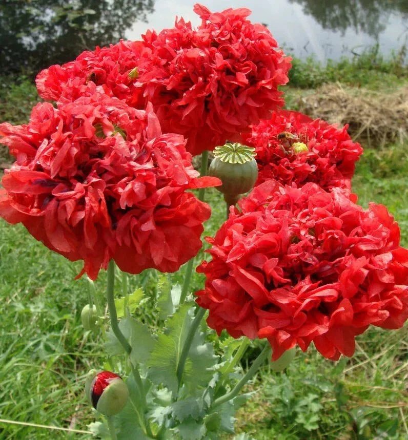 Red Double Poppy Seeds - 200+ Papaver rhoeas for Garden Planting, Bright Red Blooms, Easy to Grow, Non-GMO, USA Grown