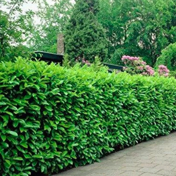 Rooted Euonymus fortunei 'Manhattan' Shrubs – 3 Cuttings for Hedges, Decorative Green and Gold Foliage