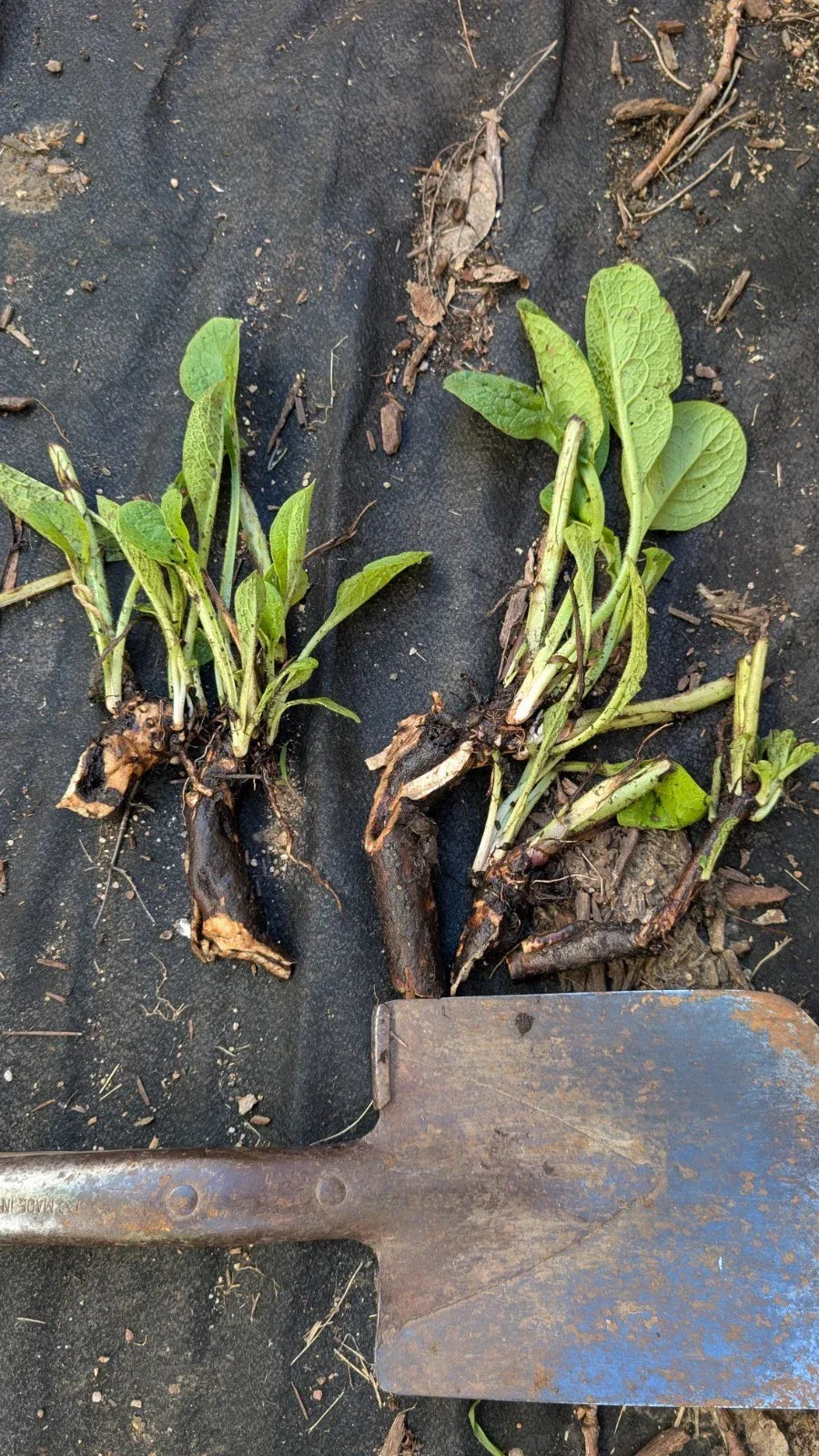 Comfrey Bocking 14 Plant | Large Bare Root Crown | Symphytum x uplandicum | Perennial Herb for Garden, Composting & Mulch