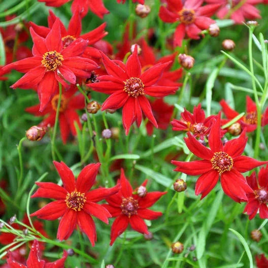 Coreopsis Seeds - Amulet Red Dwarf Variety - 500 Non-GMO Butterfly Garden Perennial - Coreopsis grandiflora