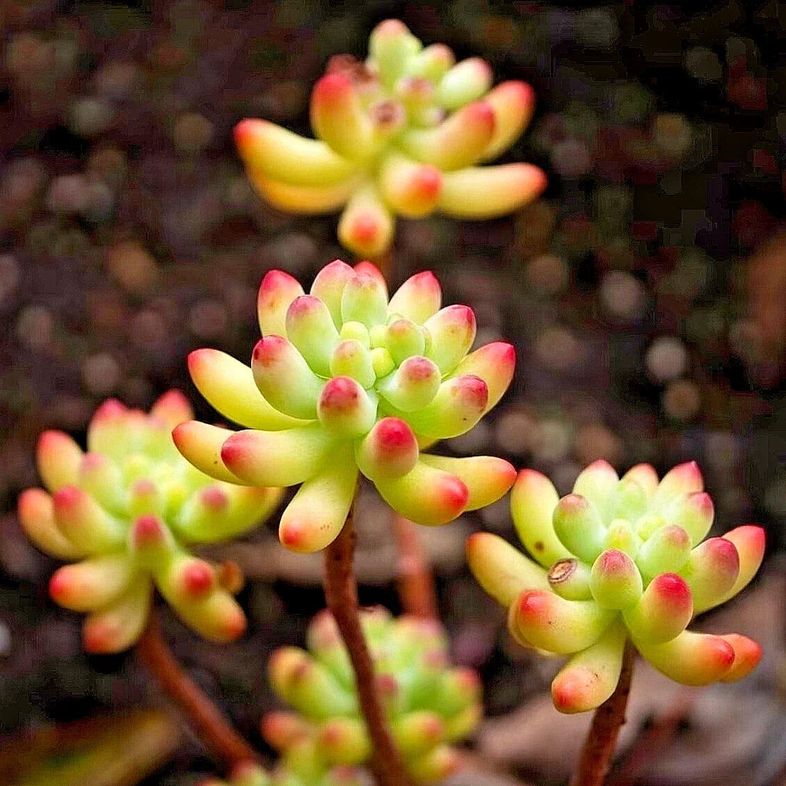 Sedum Pachyphyllum Succulent Plant – 1.5-2 Inches Fully Rooted Rare Live Plant for Indoor Garden, Drought Tolerant, Easy Care