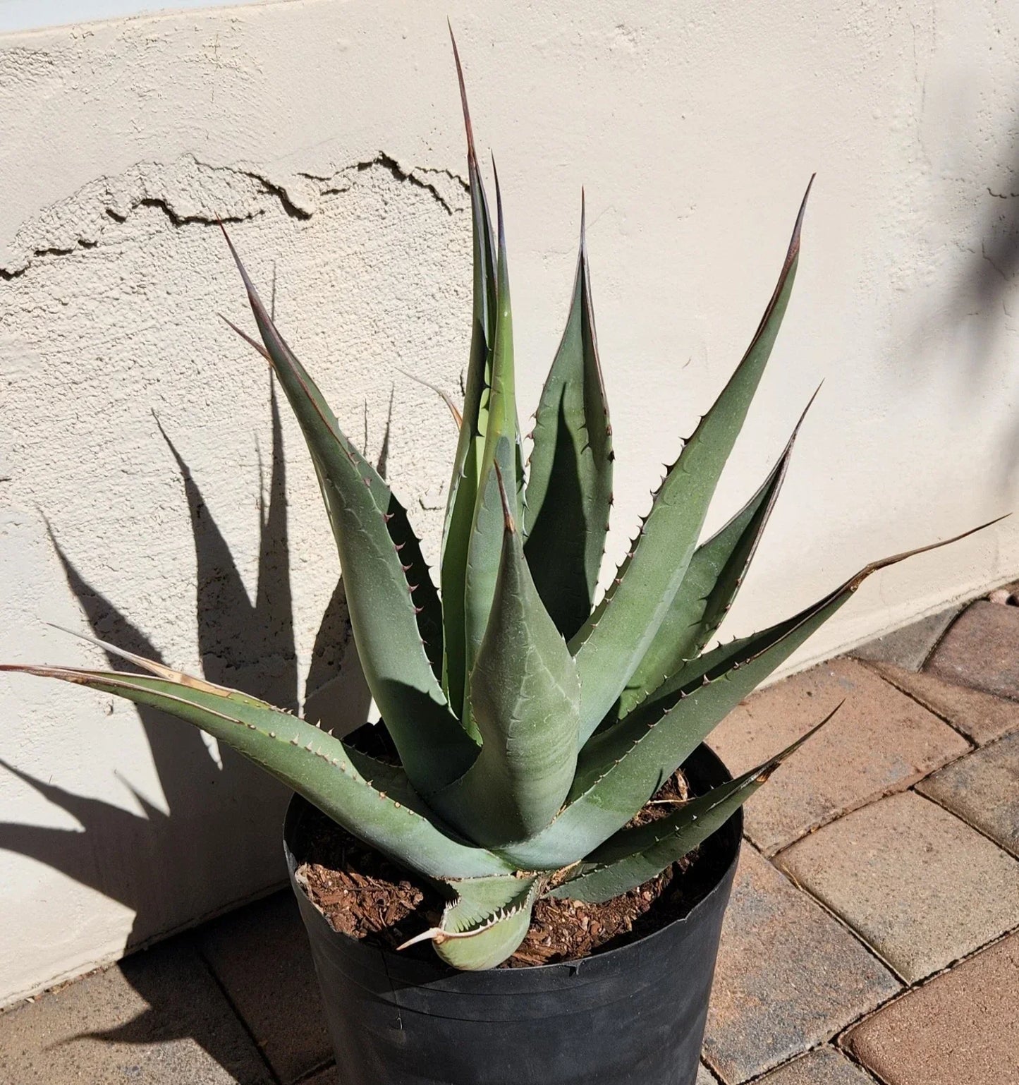 Agave Cerulata Live Rooted Plant | Baja California Succulent | Drought-Tolerant Garden Plant | Blue-Green Leaves