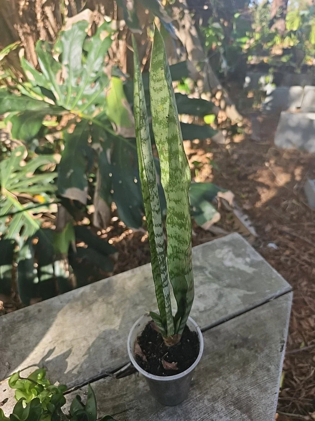 Sansevieria Zeylanica Succulent Plant Bare Root | Mother-in-Law's Tongue | Low Maintenance Indoor Air Purifying Plant