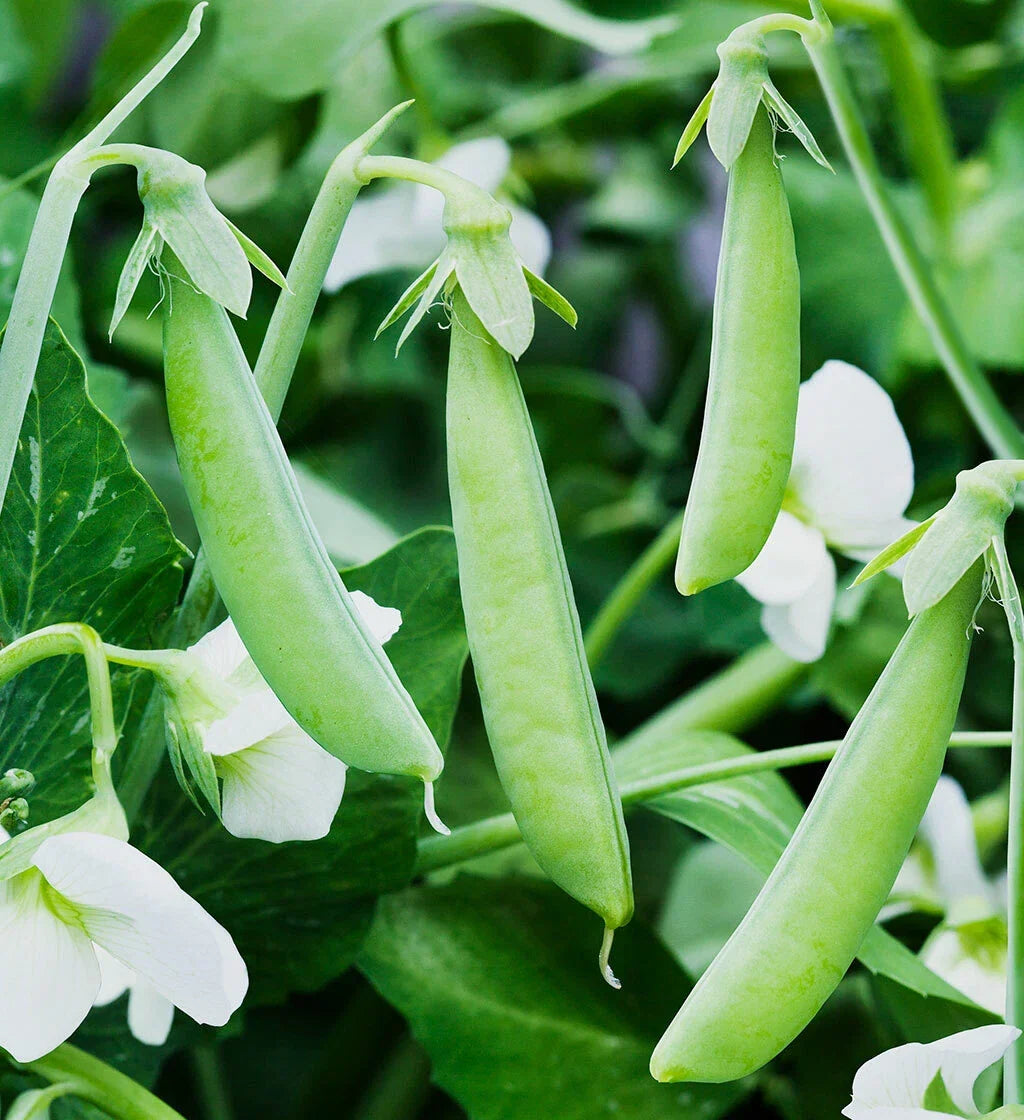 Sugar Ann Snap Pea Seeds - AAS Winner, Non-GMO, Dwarf Pisum sativum for Home Gardens, Container Gardening, Fast Germination