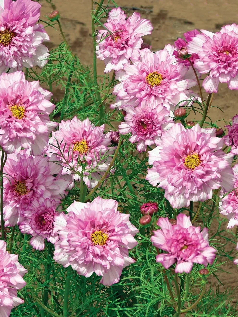 Double Click Bicolor Rose Cosmos Seeds – 200+ Non-GMO Cosmos bipinnatus Flower Seeds for Garden, Borders, Cut Flowers, Pink & White