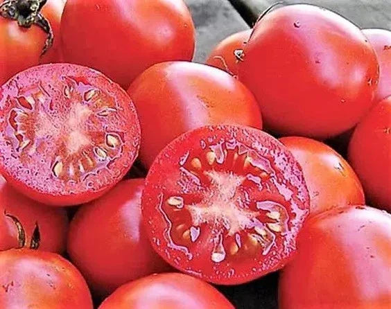 Siberian Tomato Seeds - 30+ Organic Heirloom Solanum lycopersicum for Cooler Climates, Juicy, Fast-Germinating, Non-GMO, Home Garden