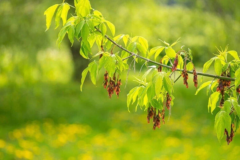 Boxelder Maple Tree Seeds - Acer negundo - Fast-Growing Deciduous Tree for Landscaping and Shade