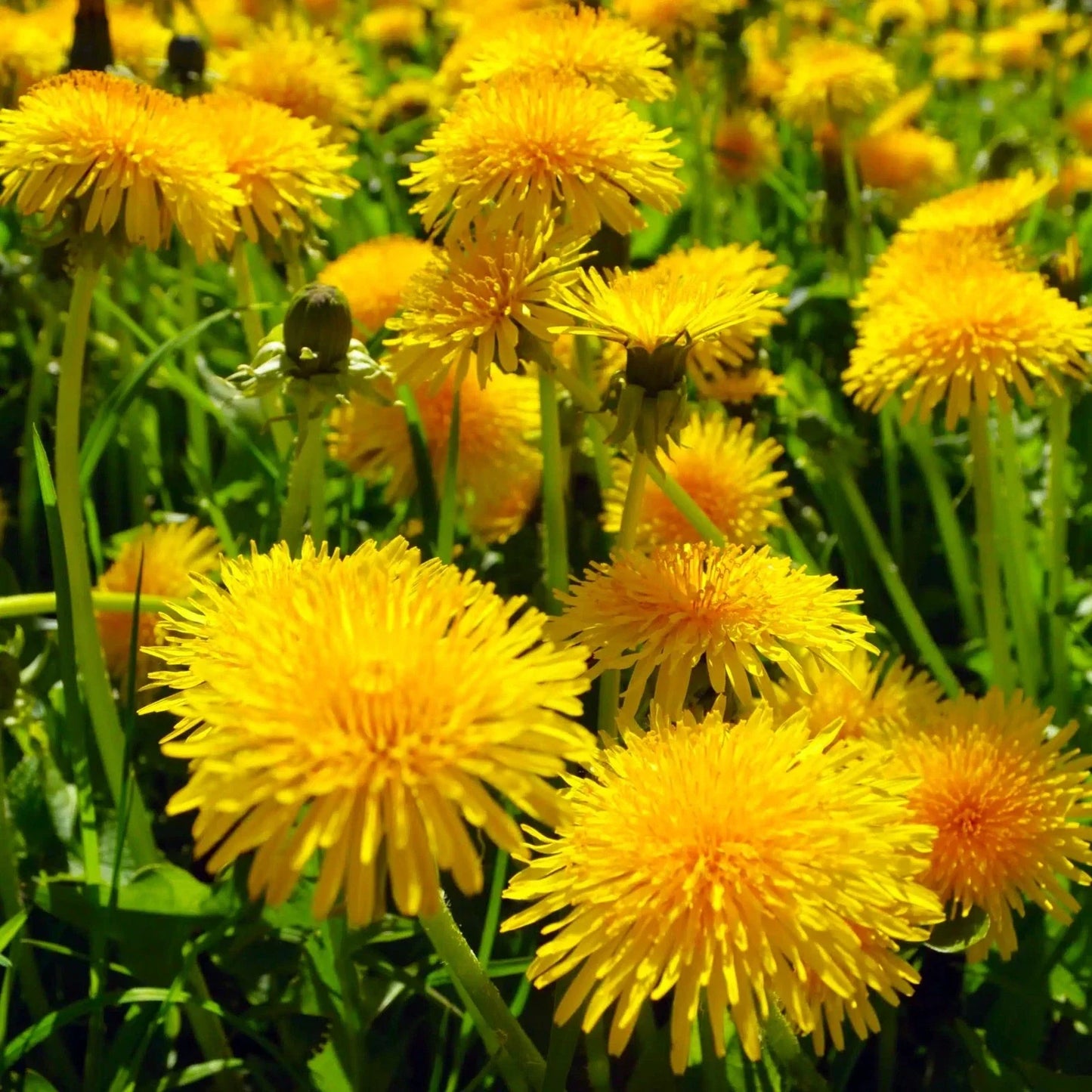 Dandelion Seeds for Planting 2025 – Taraxacum Yellow Puffball Wildflower Seeds, Perennial Herb, Non-GMO, 100 Pack