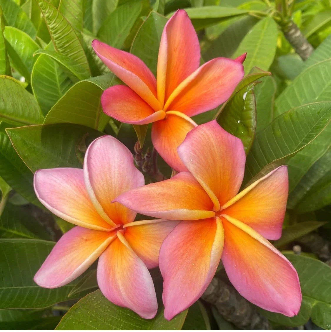Rooted Plumeria Cutting 14" Gladys KT Brandt Tropical Flowering Plant (Plumeria spp.) for Garden or Patio