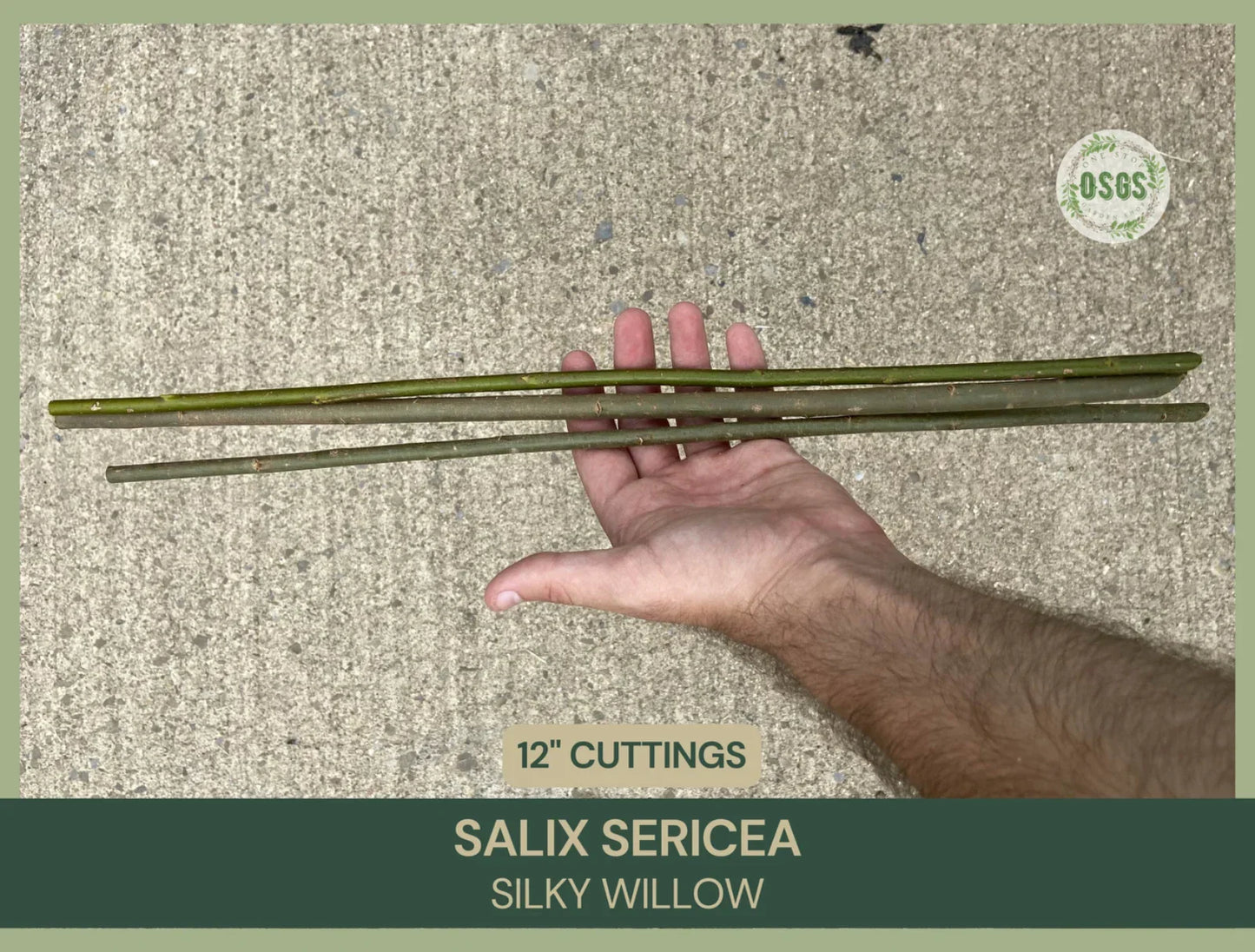 Silky Willow Cuttings – 12" Fresh Salix sericea Native Willow Plant for Gardening and Landscaping