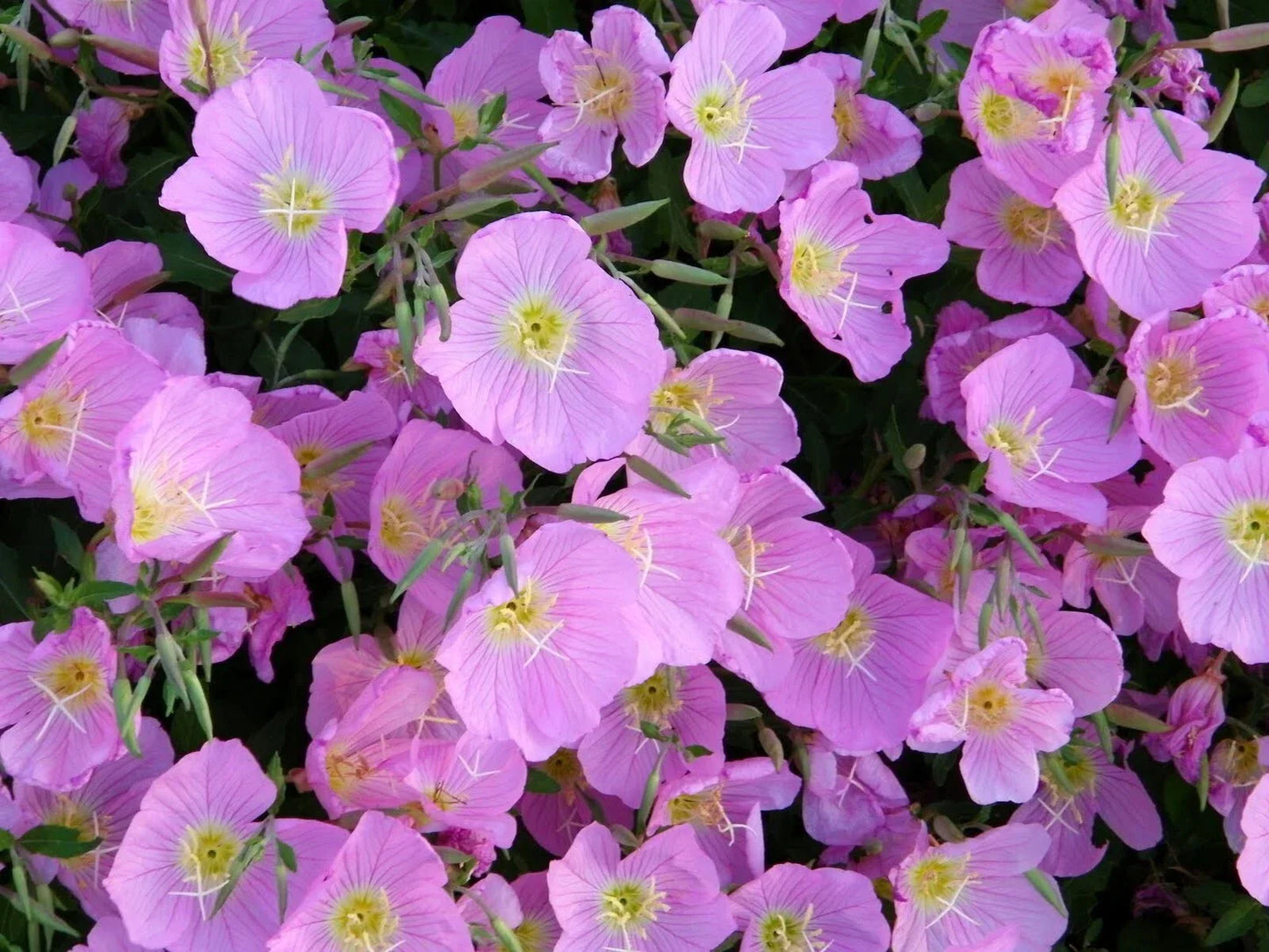 Evening Primrose Seeds - 400+ Pink Oenothera biennis Wildflower Seeds for Garden, Pollinator Attracting, Easy to Grow