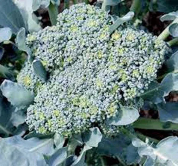 Broccoli Seeds 500 Calabrese Heirloom Non-GMO Brassica oleracea for Home Garden, Vegetables, Organic, Spring & Fall Planting