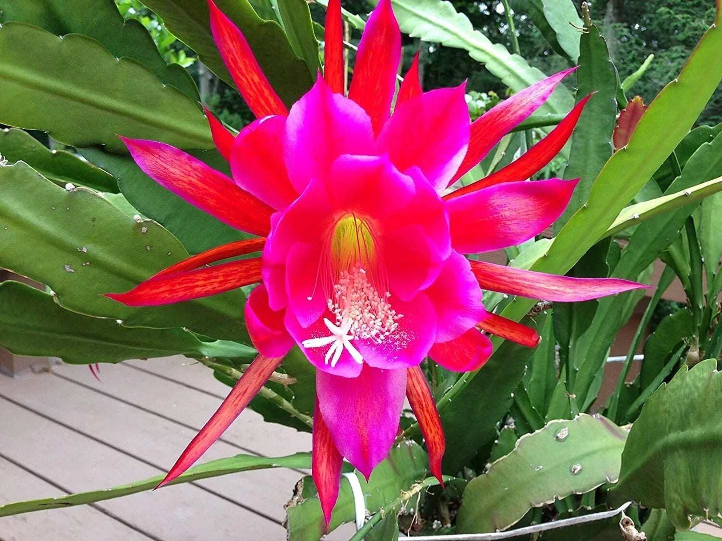Rosy Swirl Orchid Cactus Cuttings Epiphyllum 2 + Free Small Propagation Indoor Garden Plant