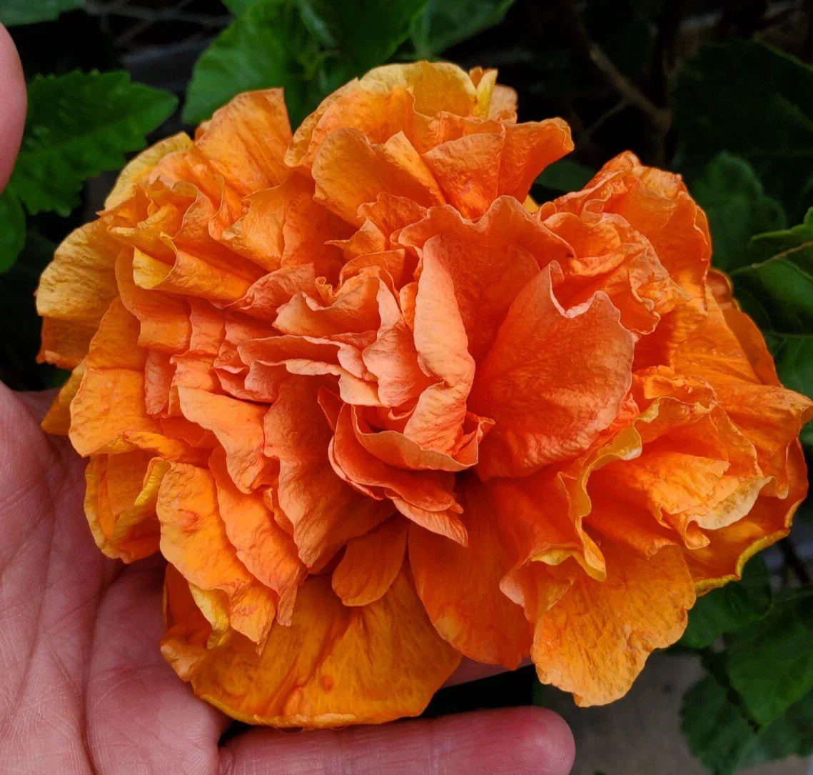 Hibiscus rosa-sinensis 'Jane Cowell' Live Plant 5" Orange Blooms Tropical Indoor Outdoor Starter