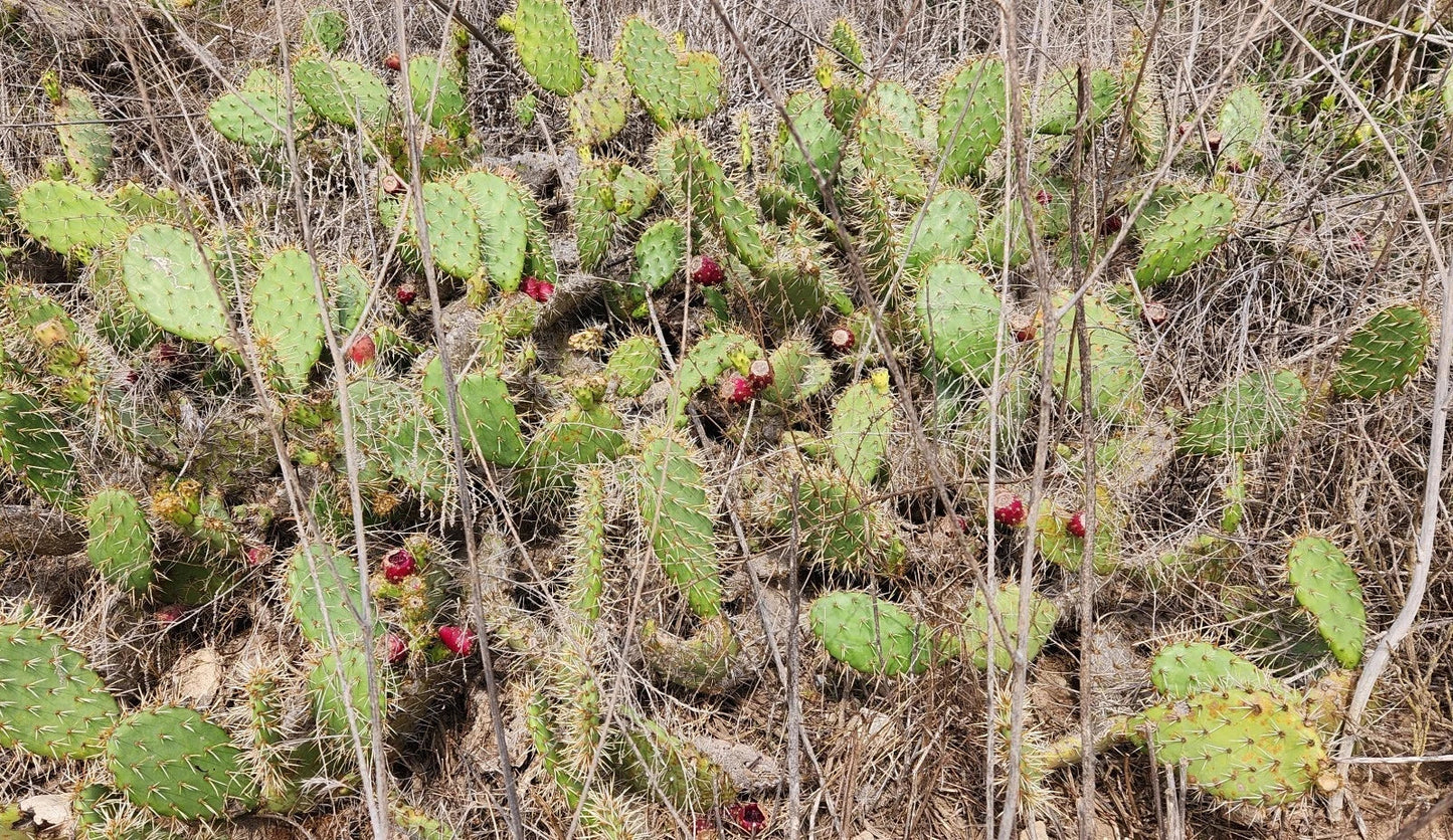 Coastal Prickly Pear Cactus Pad Cutting – Opuntia Littoralis Succulent Plant for Garden & Indoor, Drought-Tolerant, Easy Care