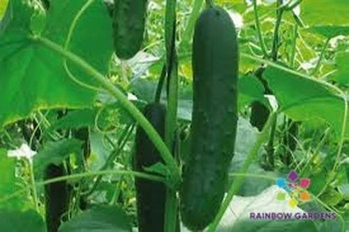 Corinto Cucumber Seeds - 25+ Pack, Heirloom Variety for Home Garden, Cucumis sativus, Non-GMO, Fast-Growing, Disease-Resistant