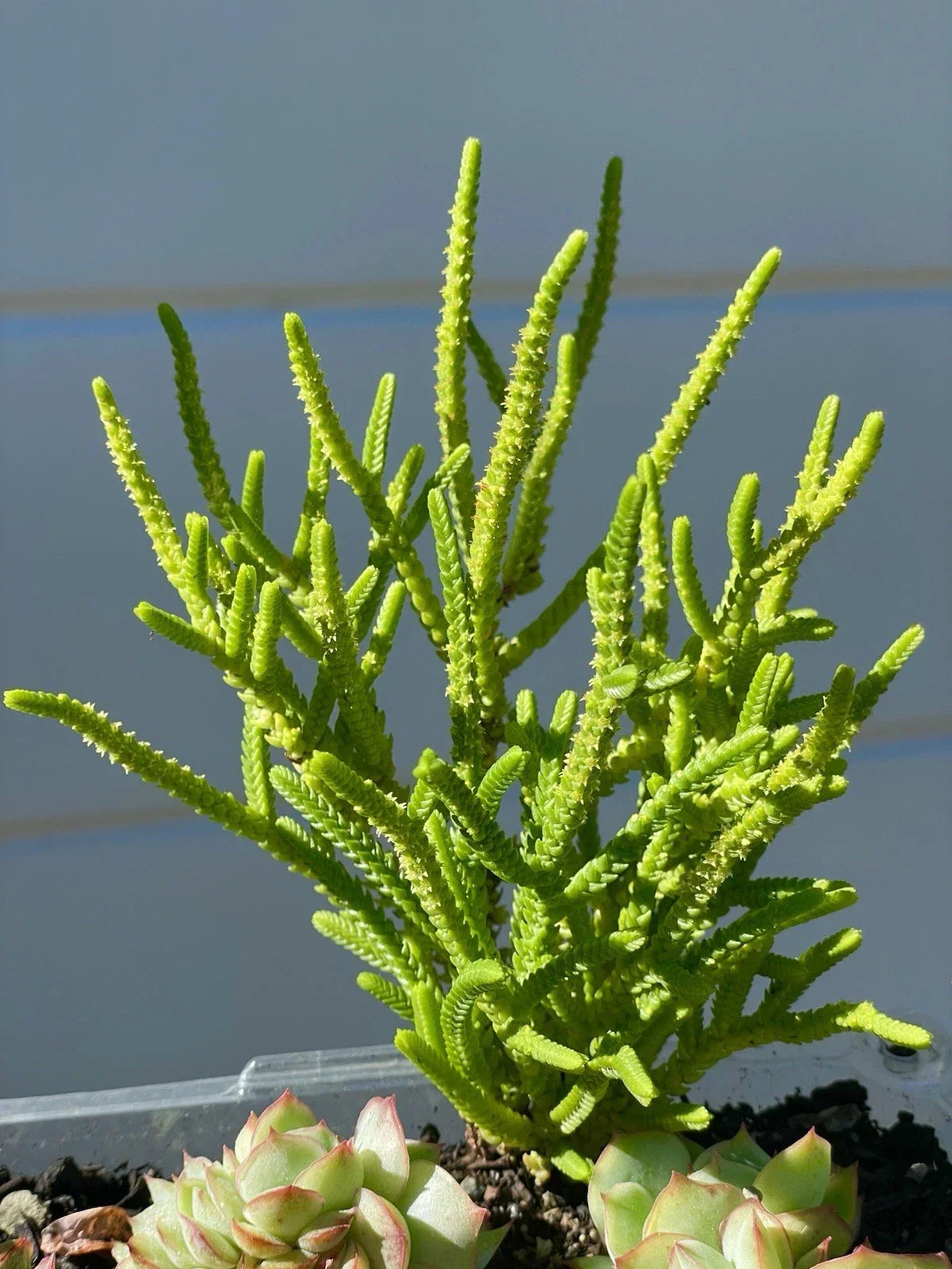 Crassula Muscosa 'Watch Chain' Succulent Plant 4-5 Inches Rare Fully Rooted Green Leafy Stems South Africa