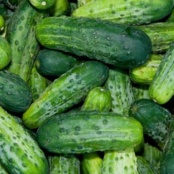 Bush Pickle Cucumber Seeds F1 Hybrid Non-GMO for Container Gardening, Cucumis sativus