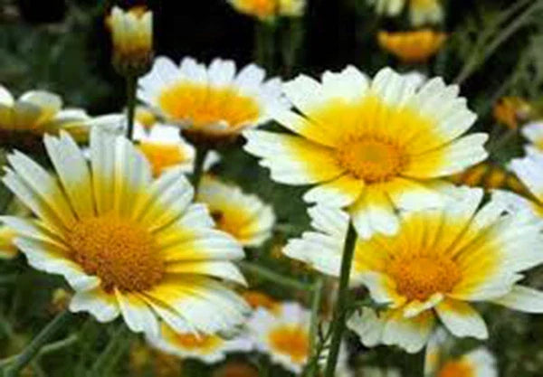 Garland Daisy Seeds Pack - Bright Yellow Flowers - Argyranthemum frutescens - Annual Garden Seeds for Borders & Containers