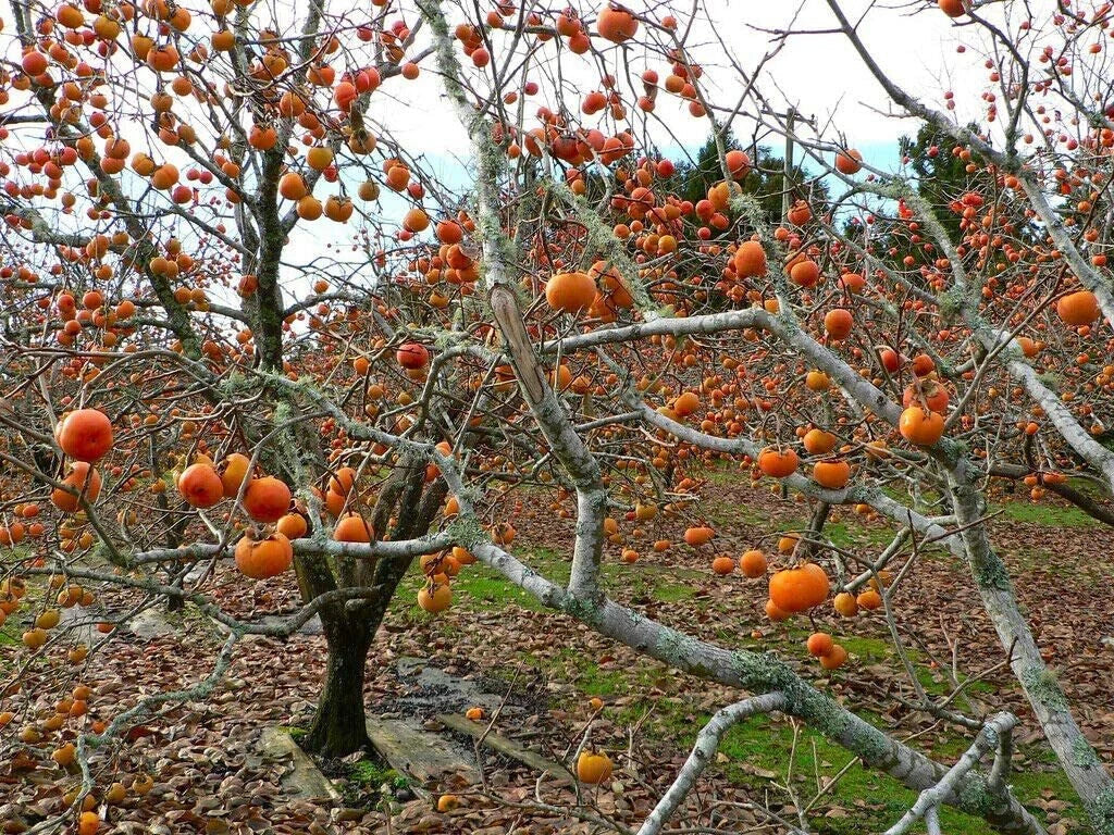 American Common Persimmon Tree Starter Plant - Diospyros virginiana - Edible Fruit Tree for Garden, Wildlife Habitat