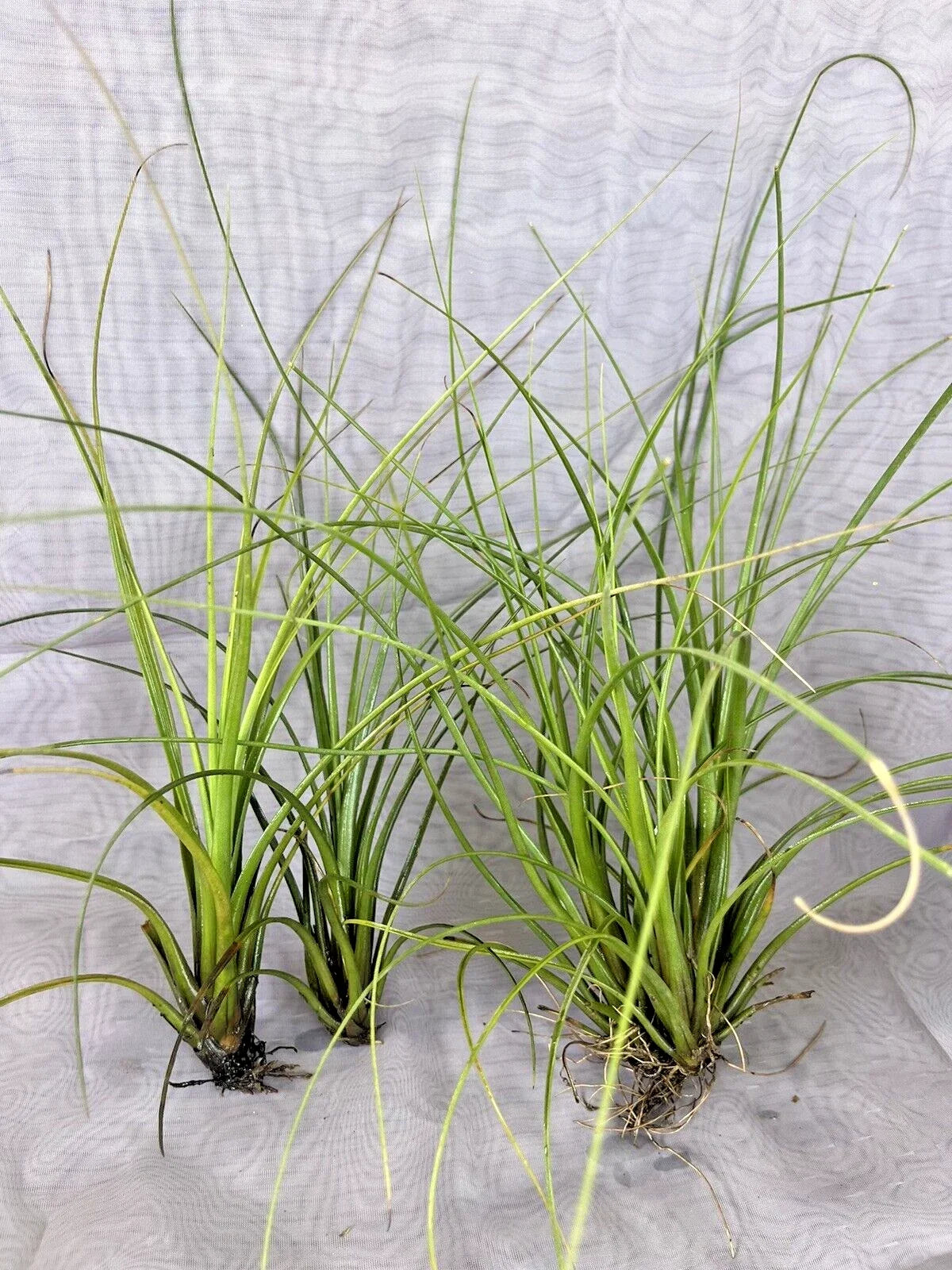 Air Plant Tillandsia Floridana - Small Size, 3 Pack, Unique Air Plants for Home Decor and Gardens