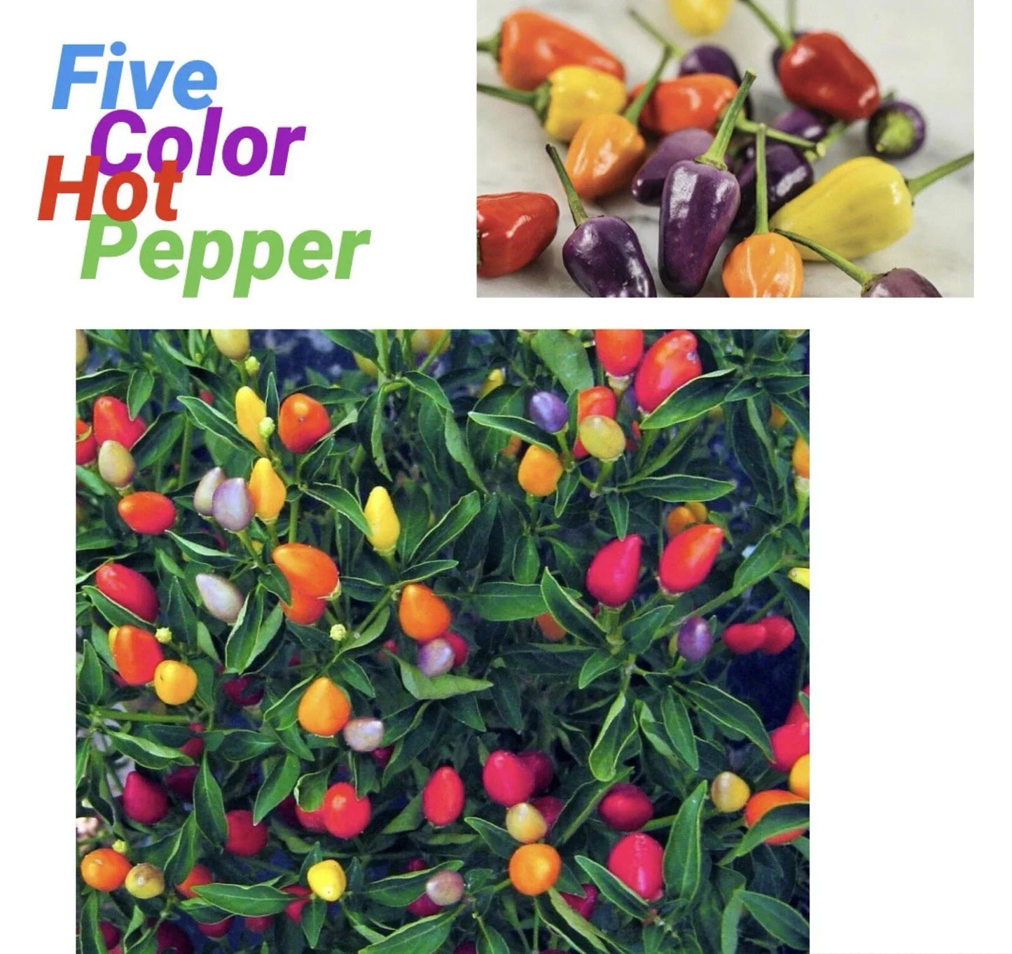 Five Color Chili Pepper Seeds - Capsicum annuum - Rainbow Chili Seeds Pack with Bonus Green Eggplant Seeds