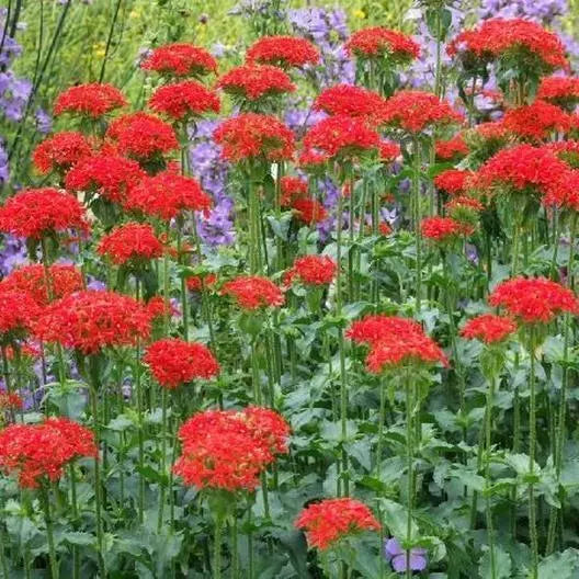 Maltese Cross Seeds - 1000 Seeds - Pollinator Attractor Perennial - Lychnis chalcedonica - Bright Red & Orange Flowers