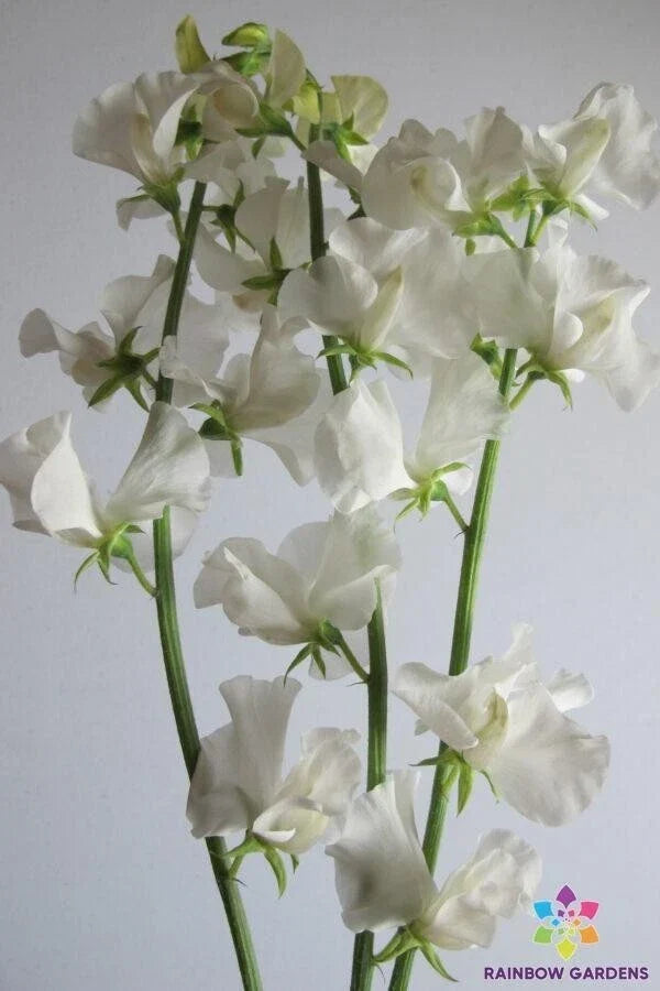 Aphrodite Sweet Pea Seeds - 50+ Premium Lathyrus odoratus Climbing Vine for Garden, Fragrant Pink & Purple Flowers