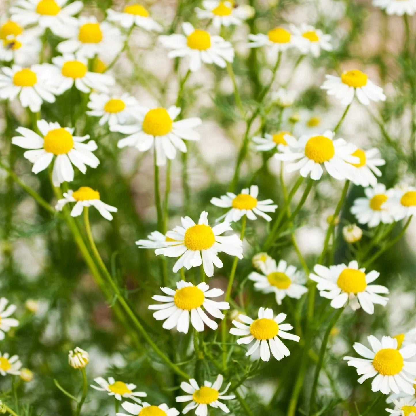 German Chamomile Seeds - Organic Herb Seeds for Home Garden, Matricaria Chamomilla, Daisies, Aromatic, Non-GMO, 200 Seeds