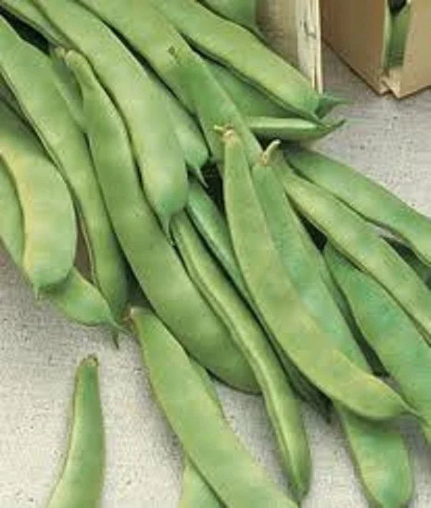 Romano Pole Bean Seeds – 20+ Italian Roma II Flat Beans – Phaseolus vulgaris – Climbing, Non-GMO, Full Sun, Heirloom Seeds