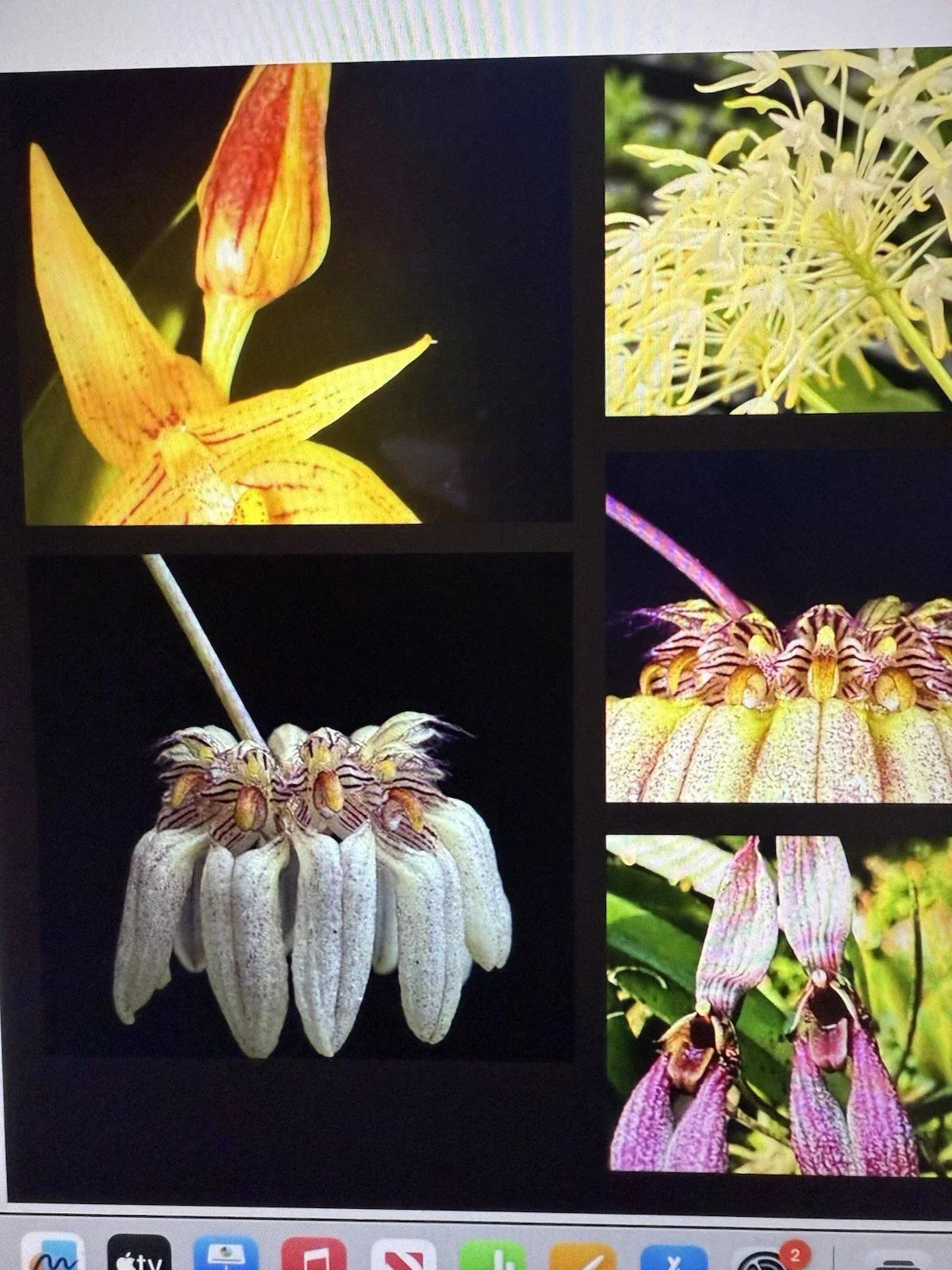 Orchid Plant Bulbs 2 Small Rooted Bulbophyllum spp. Unique Flowering Orchid Bulbs for Collection