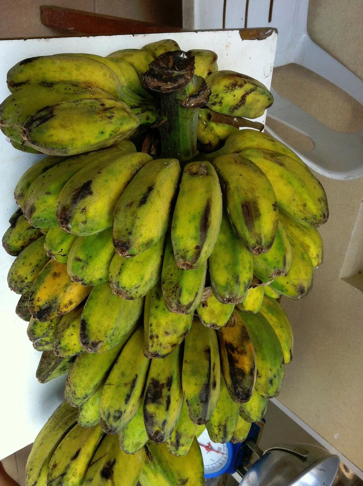 Plantain Banana Tree - Young Plant - Musa acuminata - Tropical Fruit Tree for Garden, Shade, and Edible Plantains