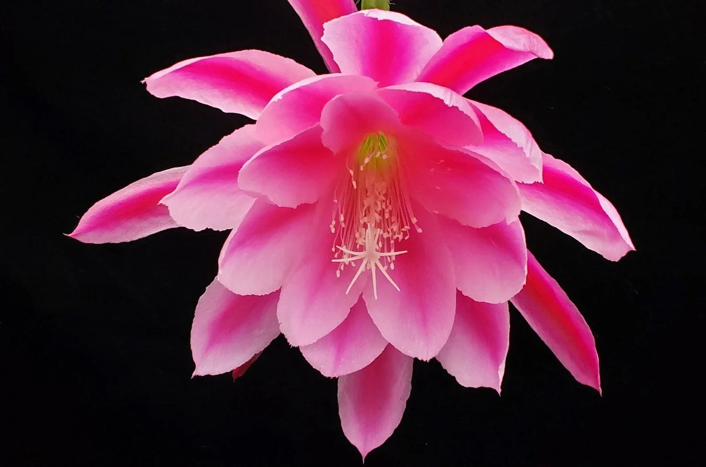 Epiphyllum 'Grand Baroque' Rooted Cutting - Rare Orchid Cactus Houseplant, Large Blooming Succulent, Unique Indoor or Outdoor Plant
