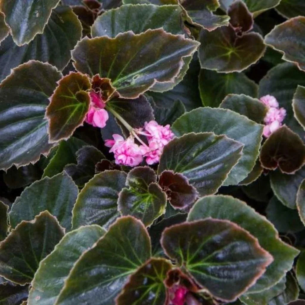 Rooted Begonia Starter Plants - Double Lady Francis Pink - Indoor Houseplant - Begonia x tuberhybrida