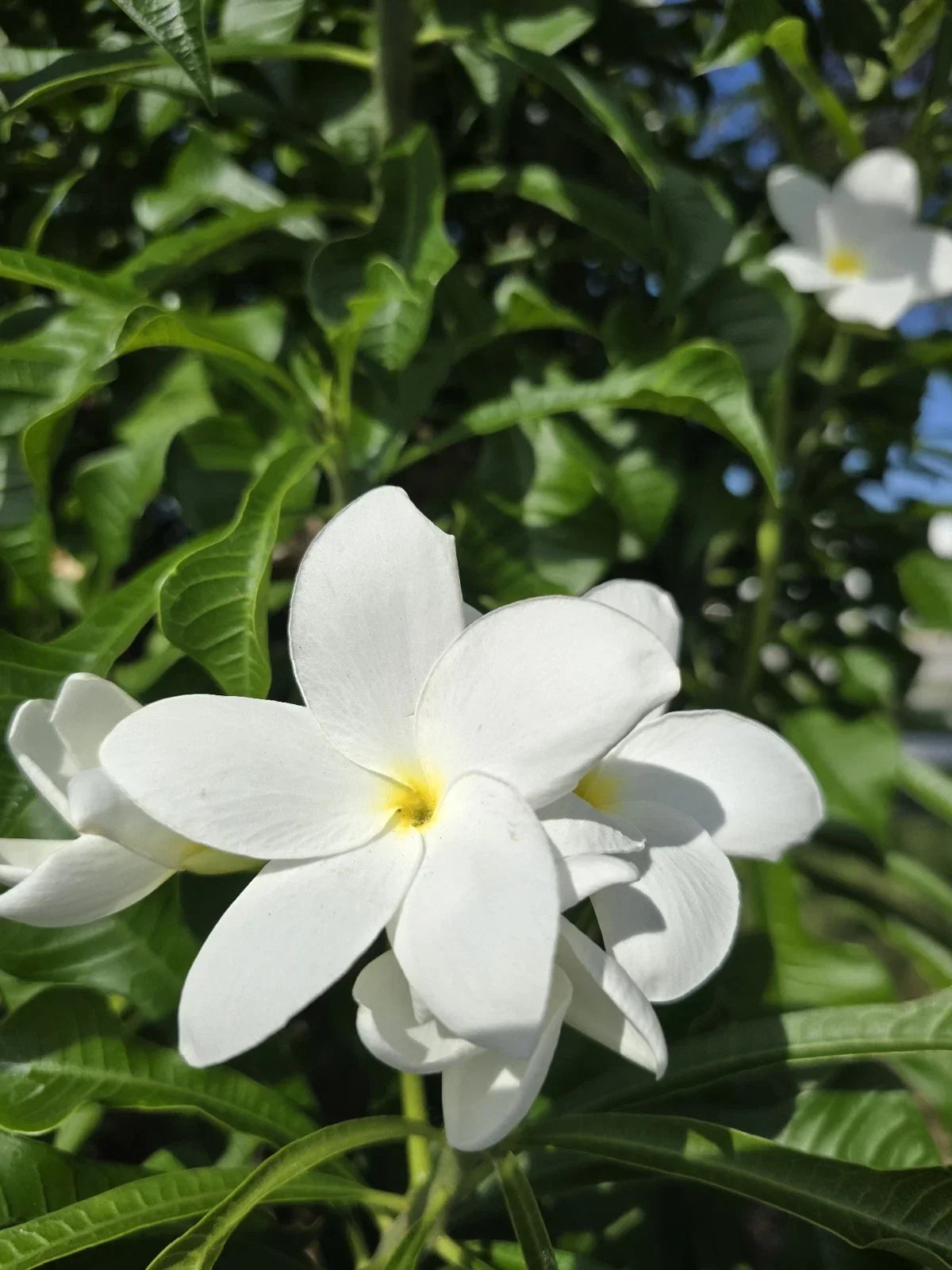 Bridal Bouquet Plumeria Plant Cuttings – 4 Fresh Frangipani Cuttings 8-12” – Fragrant Tropical Flowers – Plumeria spp.