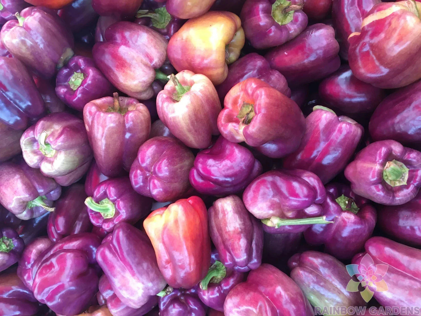 Pink Bell Sweet Pepper Seeds – Heirloom Capsicum annuum, 25+ Non-GMO Seeds for Garden Planting, Vibrant Pink Bell Peppers