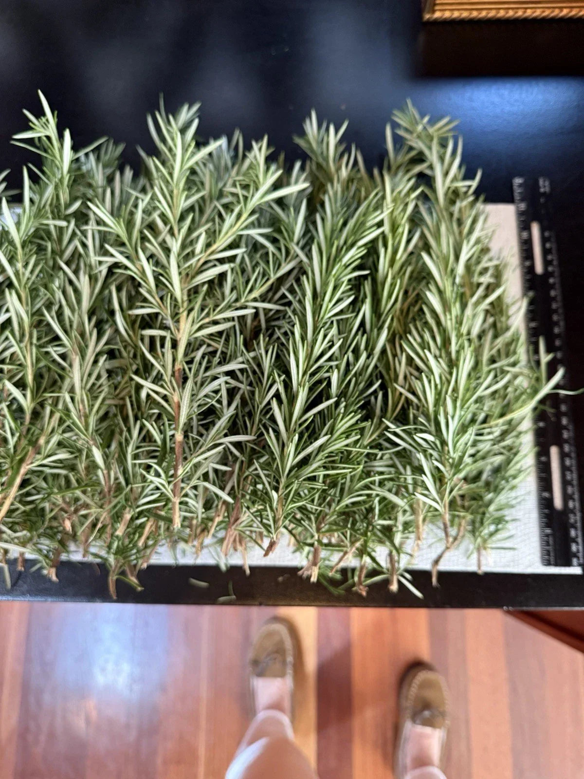 Fresh Organic Rosemary Stems - Culinary Herb Cuttings - Rosmarinus officinalis - Flavorful, Fragrant, Natural Herb for Cooking