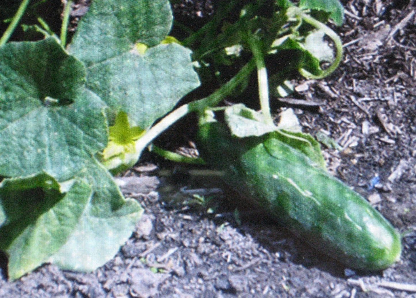 Cucumber Seeds - Muncher Variety, 25 Seeds - Cucumis sativus, High Yield, Organic, Pest-Resistant, for Salad & Pickling