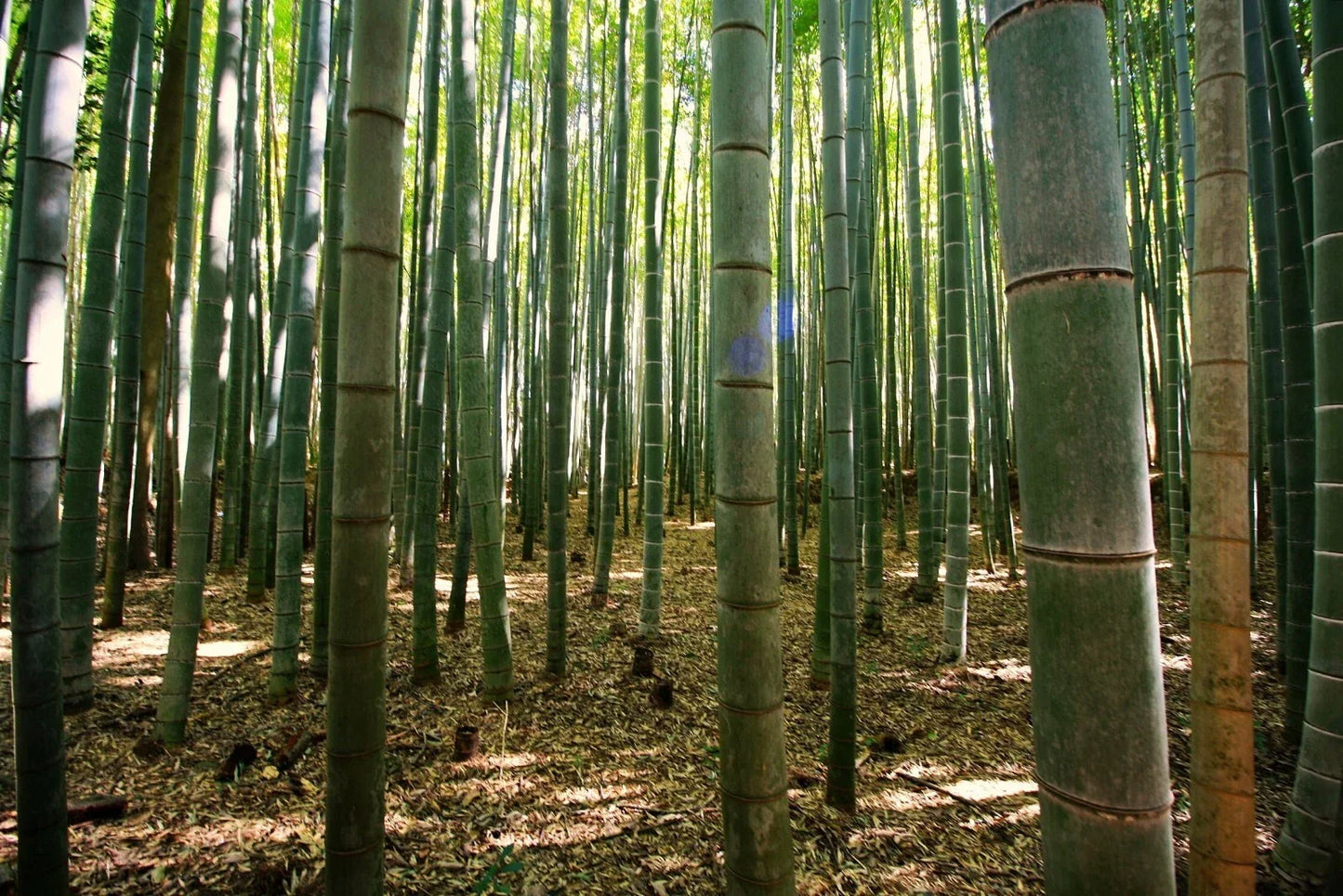 50 Gua Duo Zhu Bamboo Seeds - Clumping Privacy Screen Plant for Garden Shade - Phyllostachys edulis