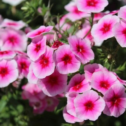 Brilliant Phlox Seeds 50-500 Count | Flower Seeds for Garden Borders & Containers | Phlox paniculata