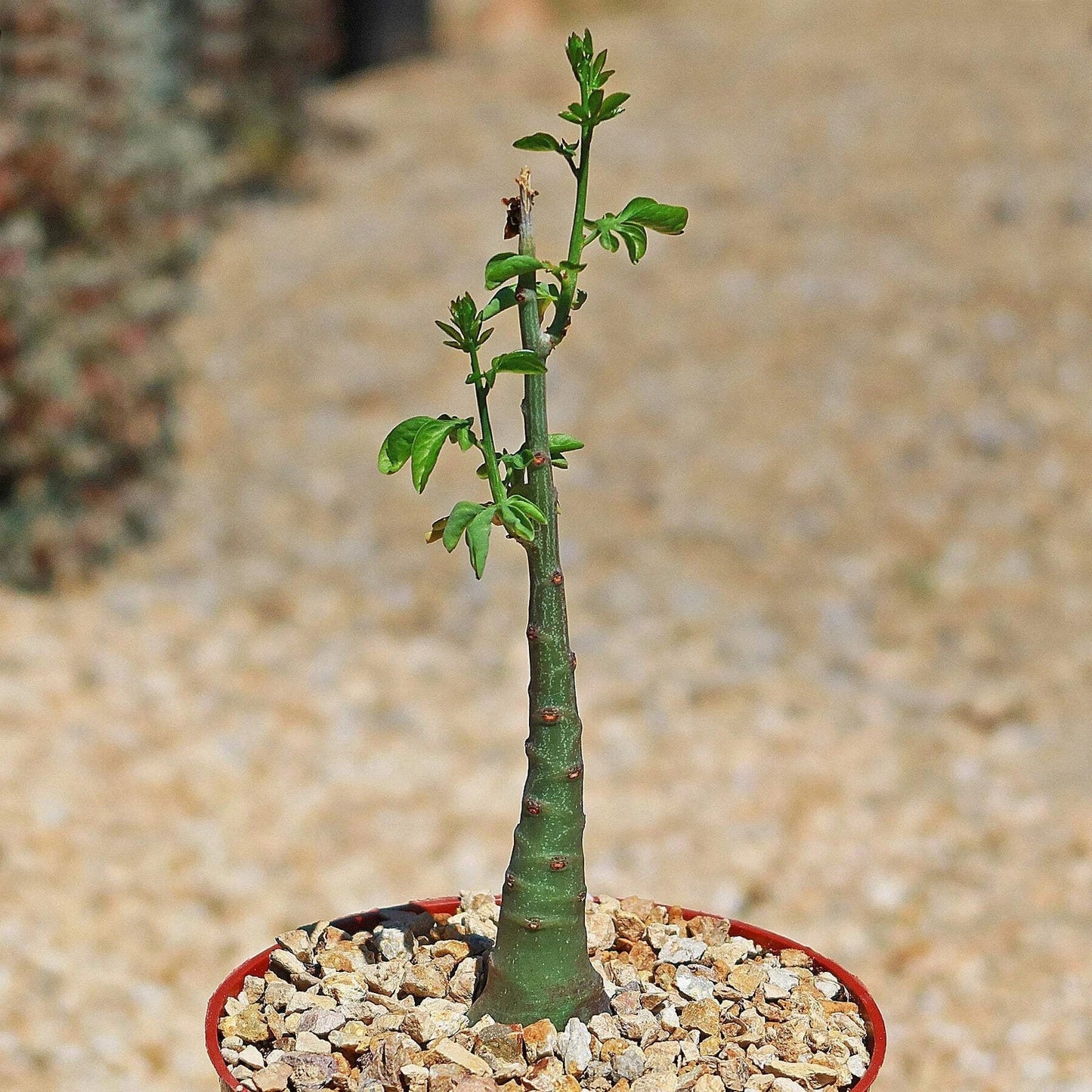 Adenia glauca Cactus Plant | Live Succulent | Unique Green Growth | Hardy Indoor or Outdoor Plant