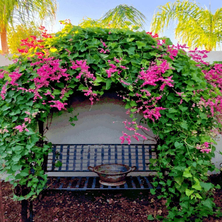 Coral Vine Seeds Pink Flower Antigonon leptopus Climbing Plant for Gardens and Landscaping