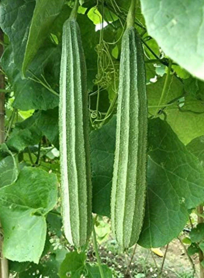 Patola Seeds 15 | Ridge Gourd | Chinese Okra | Angled Luffa Gourd | Luffa acutangula, Climbing Vine, Non-GMO