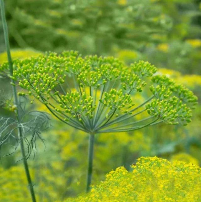 Dill Seeds - Long Island Mammoth Variety - Non-GMO Anethum graveolens Herb Seeds for Culinary, Pickling & Attracting Butterflies, 500 Seeds