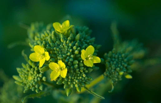 Raab Broccoli Seeds - 50 Pack, Brassica rapa var. ruvo, Fast-Growing, Non-GMO, for Indoor & Outdoor Gardening