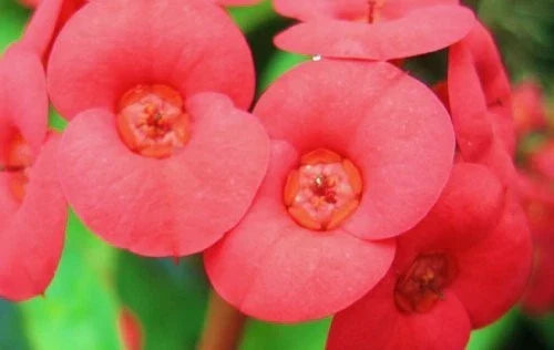 Crown of Thorns Plant - Euphorbia milii - Red Flower - Succulent for Indoor Outdoor Decor - Cactus-Like Plant
