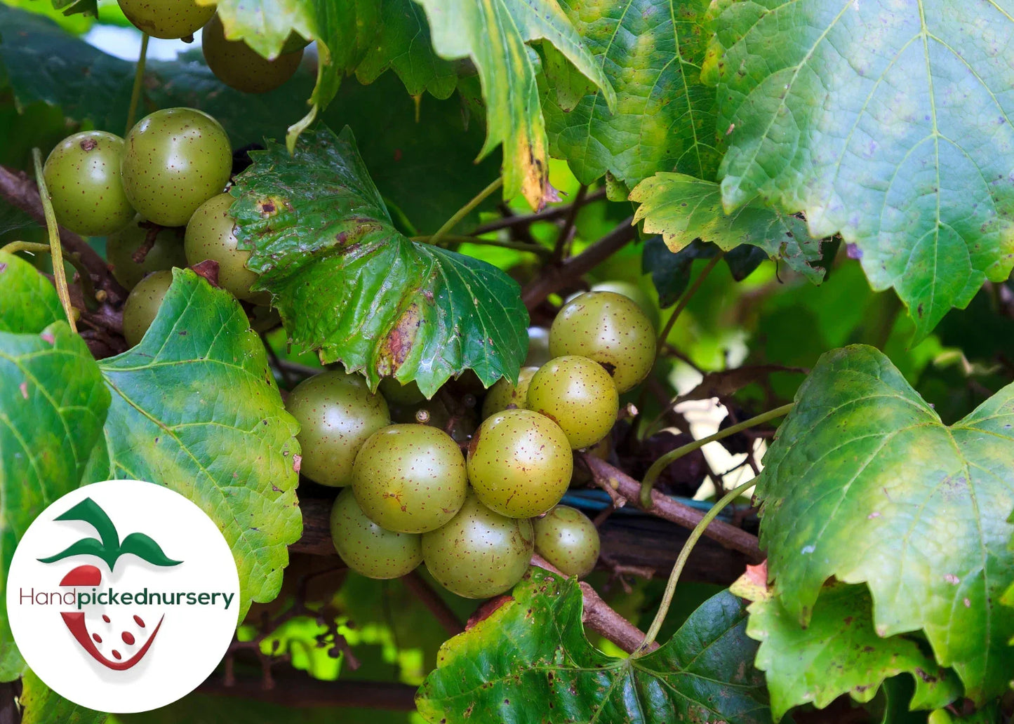 Late Fry Muscadine Grape Vine - Bare Root 2-Year-Old Vitis rotundifolia for Fresh Eating & Winemaking