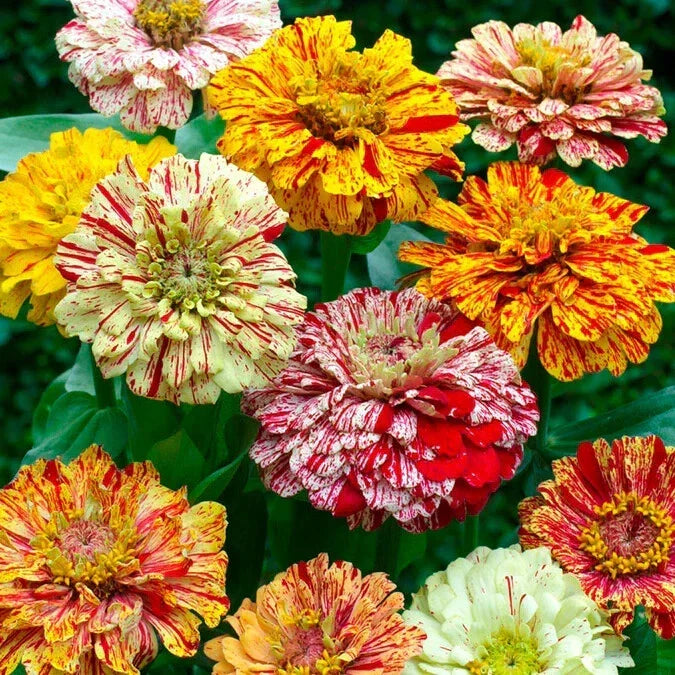 Candy Stripe Mixed Zinnia Seeds Pack of 100+ | Colorful Garden Flowers | Zinnia elegans | Easy to Grow, Pollinator Friendly