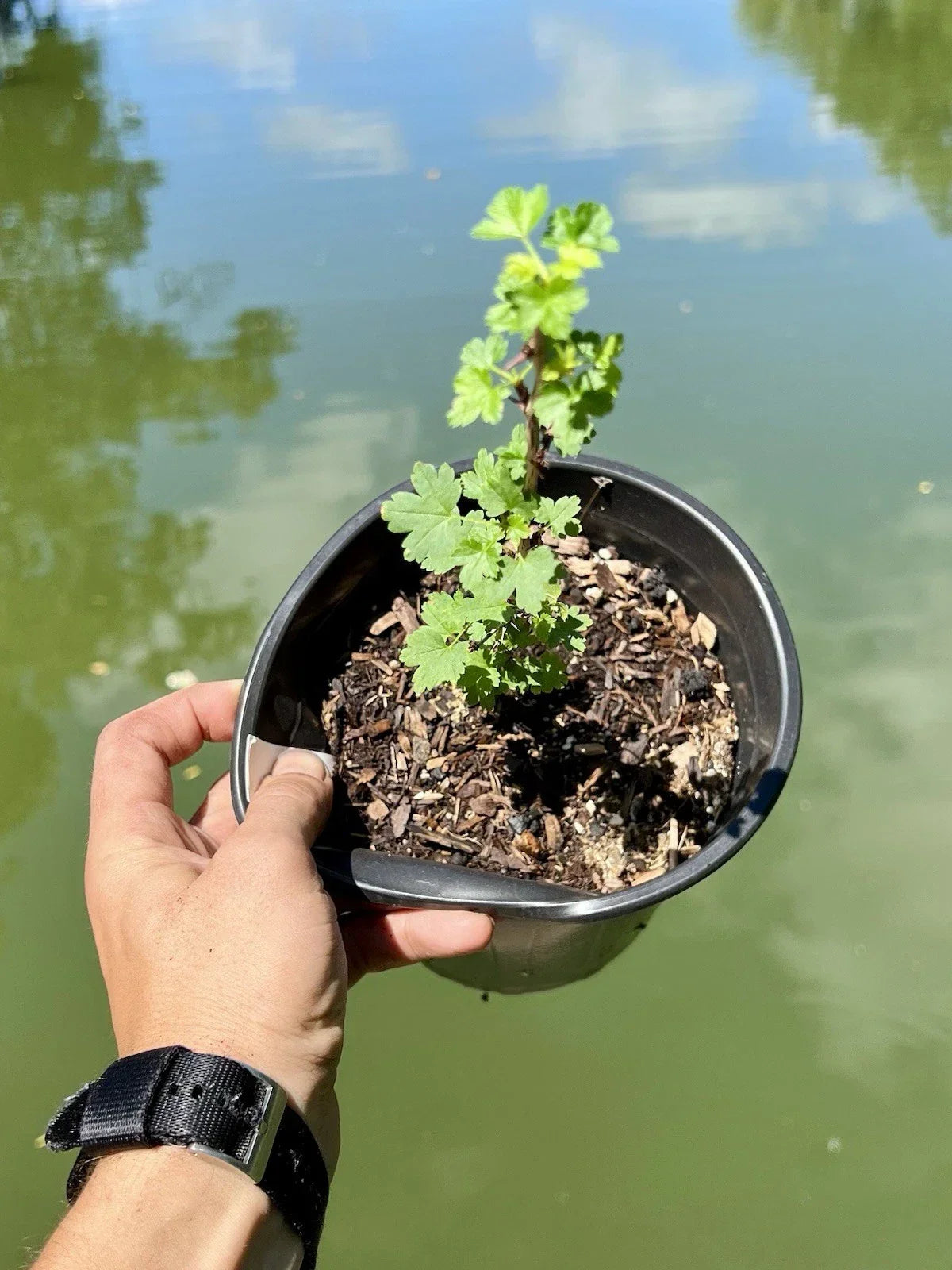 Black Velvet Gooseberry Starter Plant - Ribes nigrum - Superfood Berry, Zones 3-8, Well Rooted, Easy to Grow